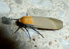 Lithosia quadra