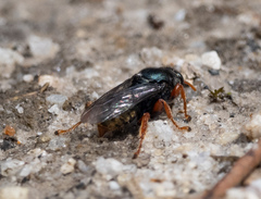 Sericophorus