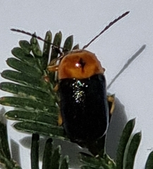 Aporocera