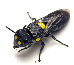 Hylaeus rotundiceps
