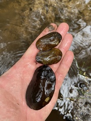 Hyridella