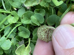 Puccinia dichondrae