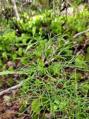 Lycopodium deuterodensum