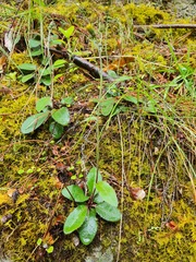 Hieracium lepidulum
