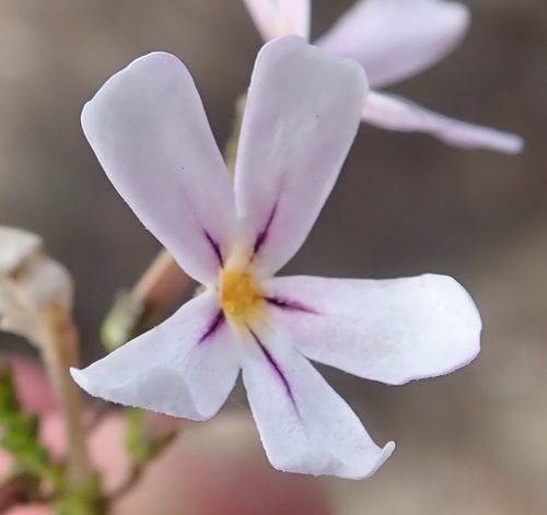 Image of Jamesbrittenia tortuosa by (c) Nicola van Berkel, some rights reserved (CC BY-SA)