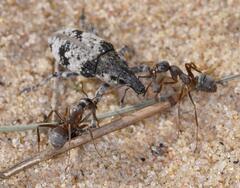 Bothynoderes affinis