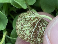 Puccinia dichondrae