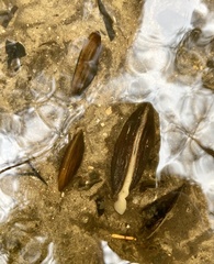 Hyridella