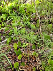 Lycopodium deuterodensum