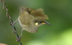 Microptilotis imitatrix