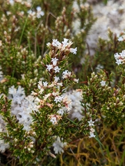 Acrothamnus