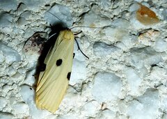 Lithosia quadra