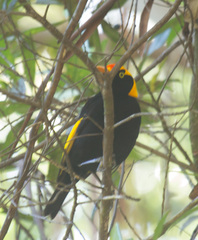 Sericulus chrysocephalus