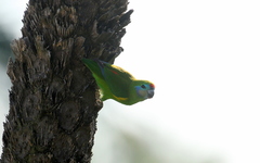 Cyclopsitta diophthalma