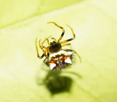 Poecilopachys australasia