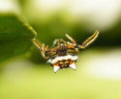 Poecilopachys australasia