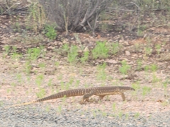 Varanus gouldii