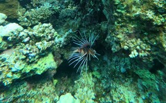 Pterois cincta