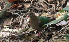 Chalcophaps longirostris