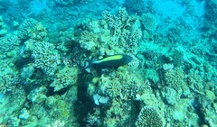 Cetoscarus bicolor