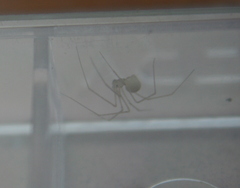 Spermophora senoculata