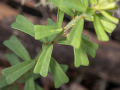 Pultenaea retusa
