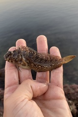 Hypsoblennius gilberti