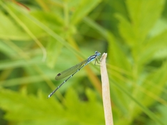 Austrolestes colensonis