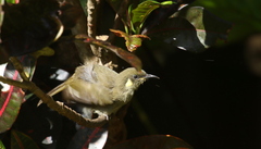 Meliphaga notata