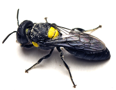 Hylaeus rotundiceps