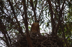 Falco longipennis