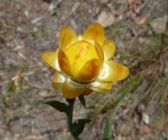 Xerochrysum bracteatum