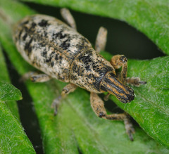 Cyphocleonus dealbatus