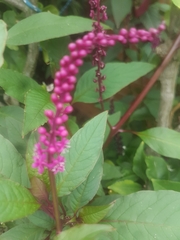 Phytolacca