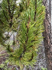Pinus aristata