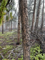 Pinus aristata