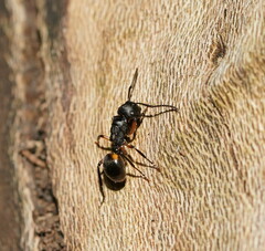 Polyrhachis femorata