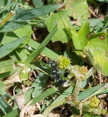 Polyrhachis angusta