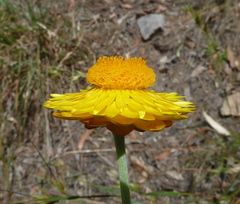 Xerochrysum bracteatum