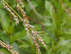 Xanthocnemis zealandica