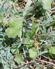 Polyrhachis angusta