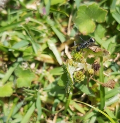 Polyrhachis angusta
