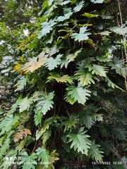 Philodendron lacerum