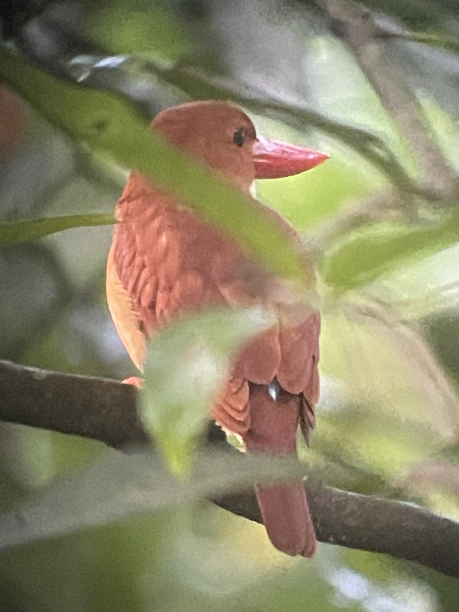 Ruddy Kingfisher