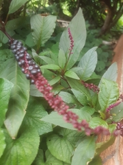 Phytolacca