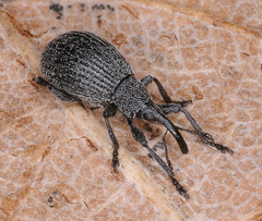 Ischnopterapion loti