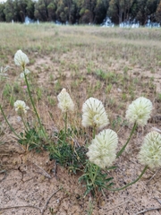 Ptilotus macrocephalus