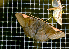 Sphacelodes vulneraria