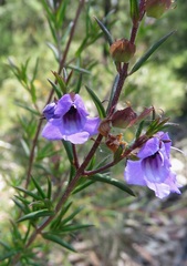 Prostanthera scutellarioides