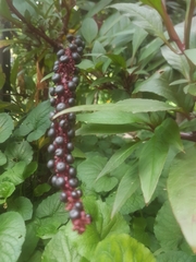 Phytolacca